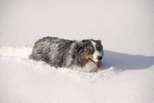 Fluffy blue merle australian shepherd dog walking in deep snow. It is all white of snow, dog is showing happiness with his tongue. He is doing snow track behind him.