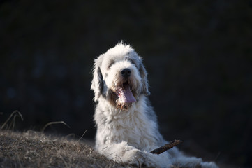 Happy Bearded Collie lying with a stick between his paws.