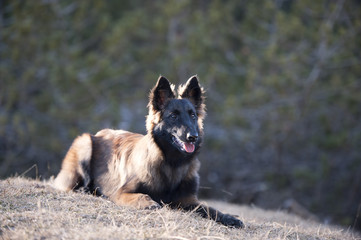 Belgian Shepherd puppy lying down. Dog has long, fluffy hair