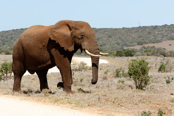 Fototapeta na wymiar The Road to the African Bush Elephant