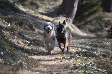 Two dogs competing who is faster. They are running in forest path.