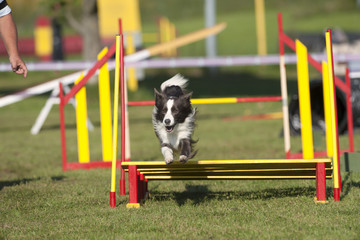 Grey Border collie dog jumping over obstacle on agility competition
