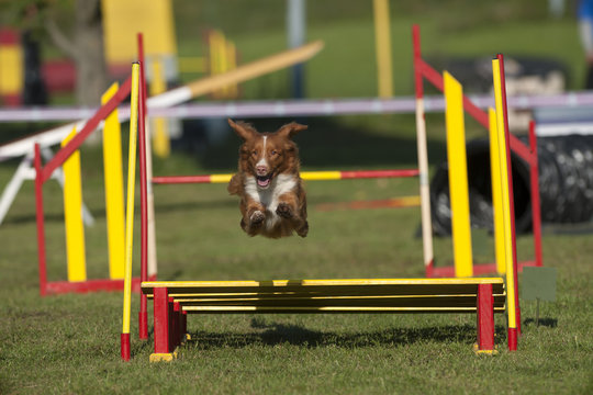 Nova Scotia Duck Tolling Retriever, Toller in movement of nice long high jump on agility course.