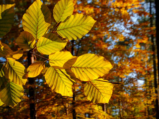 Buchenwald im Herbst