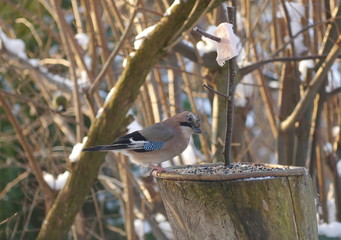 bird jay (garrulus glandarius)