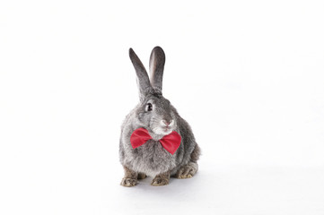 Easter bunny with a bow tie on a white background isolated