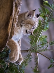 lynx