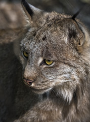 lynx