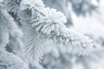 Winter background - white frosty fir branch