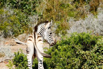 Baby Burchell's Zebra