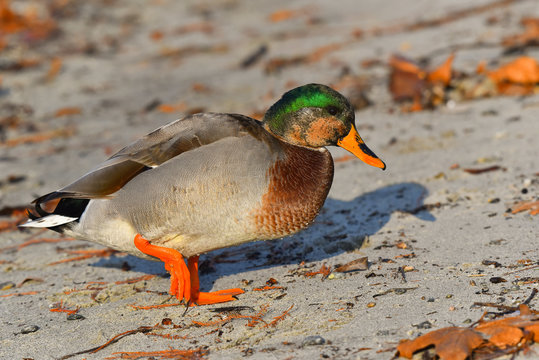 Papera multicolore che passeggia sulla spiaggia