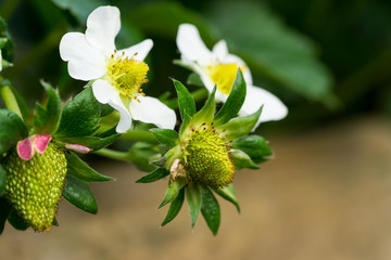 Fruits of northern Thailand