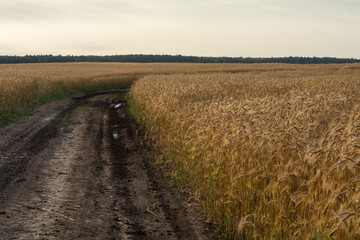 Fototapeta na wymiar Grow wheat in a field, agricultural enterprise, field, small business, wheat, road,