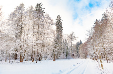 view of winter forest (landscape)