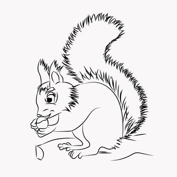 .vector illustration of the squirrel on white background