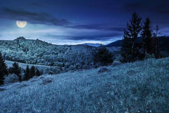 spruce forest on a mountain hillside at night