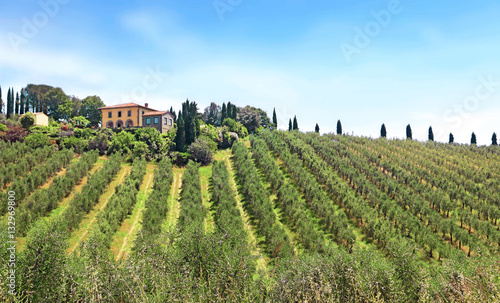 Oliviers en Chianti, Toscane