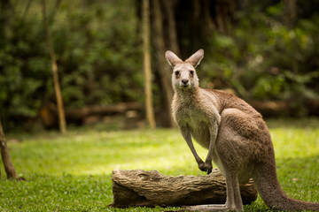 Kangaroo looking at the camera
