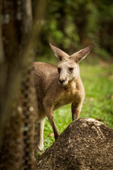 Naklejka na ściany i meble Kangaroo close-up