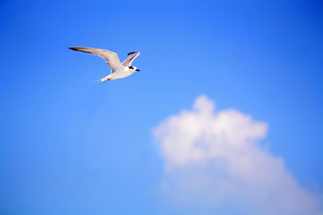 Fototapeta na wymiar Seagull flying against the blue sky near the ocean,Thailand. 