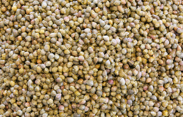 background of many small green capers