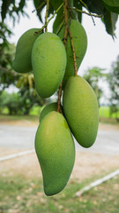 thai green mango