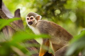 Squirrel monkey on top of a tree