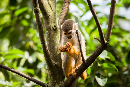 Squirrel monkey on top of a tree