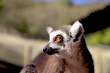 Close up portrait of a cute ring tailed lemur on the blurred background. Copy space for text.