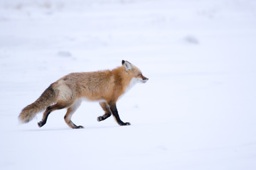 Winter Red Fox