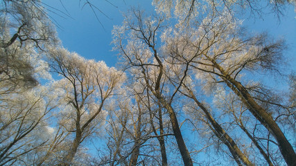 Fototapeta na wymiar Bäume im Winter mit sonnigen Himmel