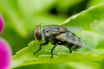 a fly on green flower leaf .