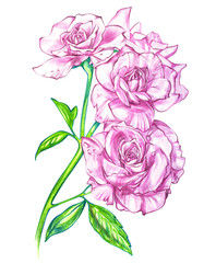 Bouquet of roses, watercolor, can be used as greeting card, invitation for wedding, birthday and other holiday summer background.