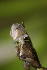 Beetle perched on a leaf. 