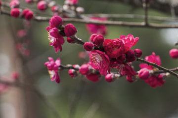 The Pink Plum Flower in Hitachi park Ibaraki Japan