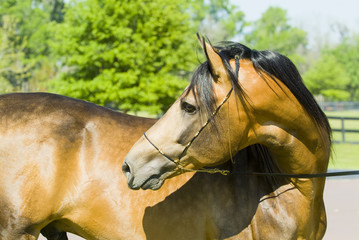 Naklejka premium Beautiful thoroughbred marchador horse in green farm field pasture equine industry 