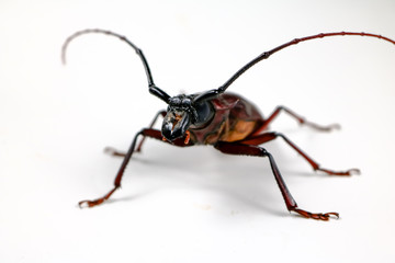 Scarab are fighting.White background.