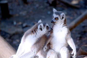 Obraz premium Close up portrait of two cute ring tailed lemurs on the blurred background. Copy space for text.