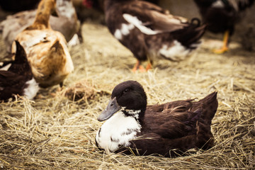 Domestic duck lying on hay