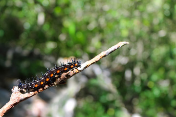 Caterpillars on branches 