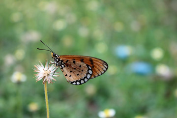 Beautiful brown butterfly perched on a flower in the garden. 