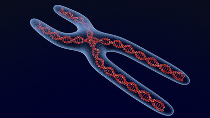 X chromosome . 3D render