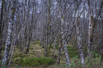 A winter landscape image of Silver birch Trees, Betula pendula.