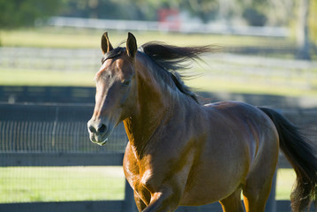 Beautiful thoroughbred marchador horse in green farm field pasture equine industry
