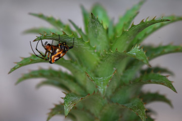 Colorful spider perched on a pineapple leaf. 