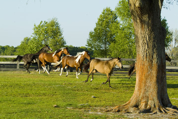 Fototapeta na wymiar Beautiful thoroughbred marchador horse in green farm field pasture equine industry 