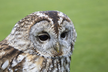 tawny owl