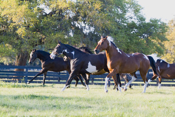 Fototapeta na wymiar Beautiful thoroughbred marchador horse in green farm field pasture equine industry 