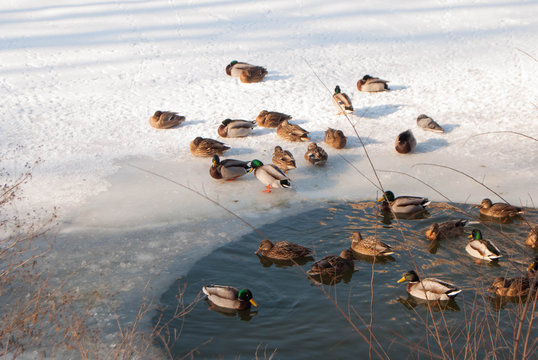 duck on a frozen pond in winter sunny day
