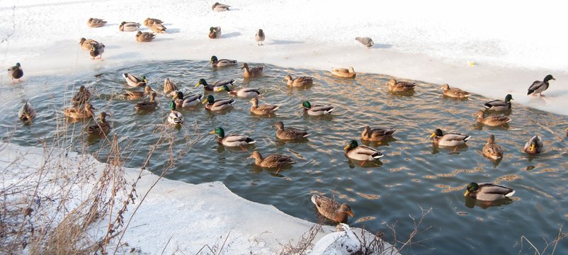 duck on a frozen pond in winter sunny day